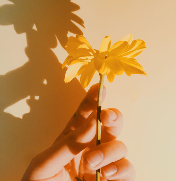A person's hand holding a yellow flower in front of a cream coloured wall. There is a stark shadow being cast on the wall.