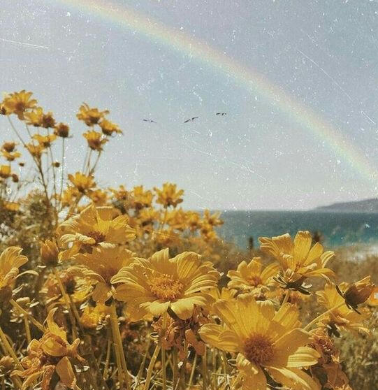 A field of yellow sunflowers take up the bottom half of the image. Above them is blue sky and a rainbow. There is a grainy filter over the image.