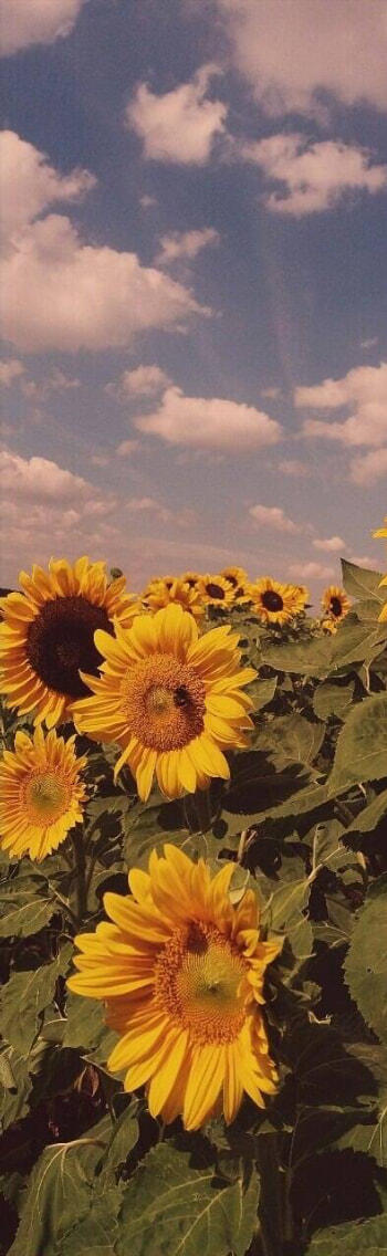 A field of yellow sunflowers with green stalks takes up the bottom half of the image. The sky is blue and there are fluffy clouds around it. The image has a rose tinted filter over it.