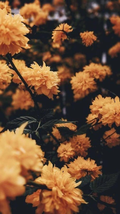 A bush of yellow chrysanthemums takes up the entire image. There is contrast between the flowers and the very dark green stems and leaves.